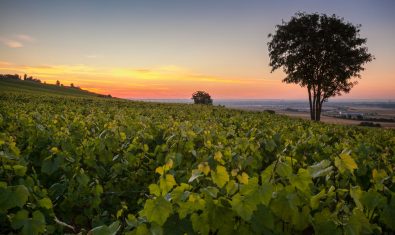 Plains, hills and vines