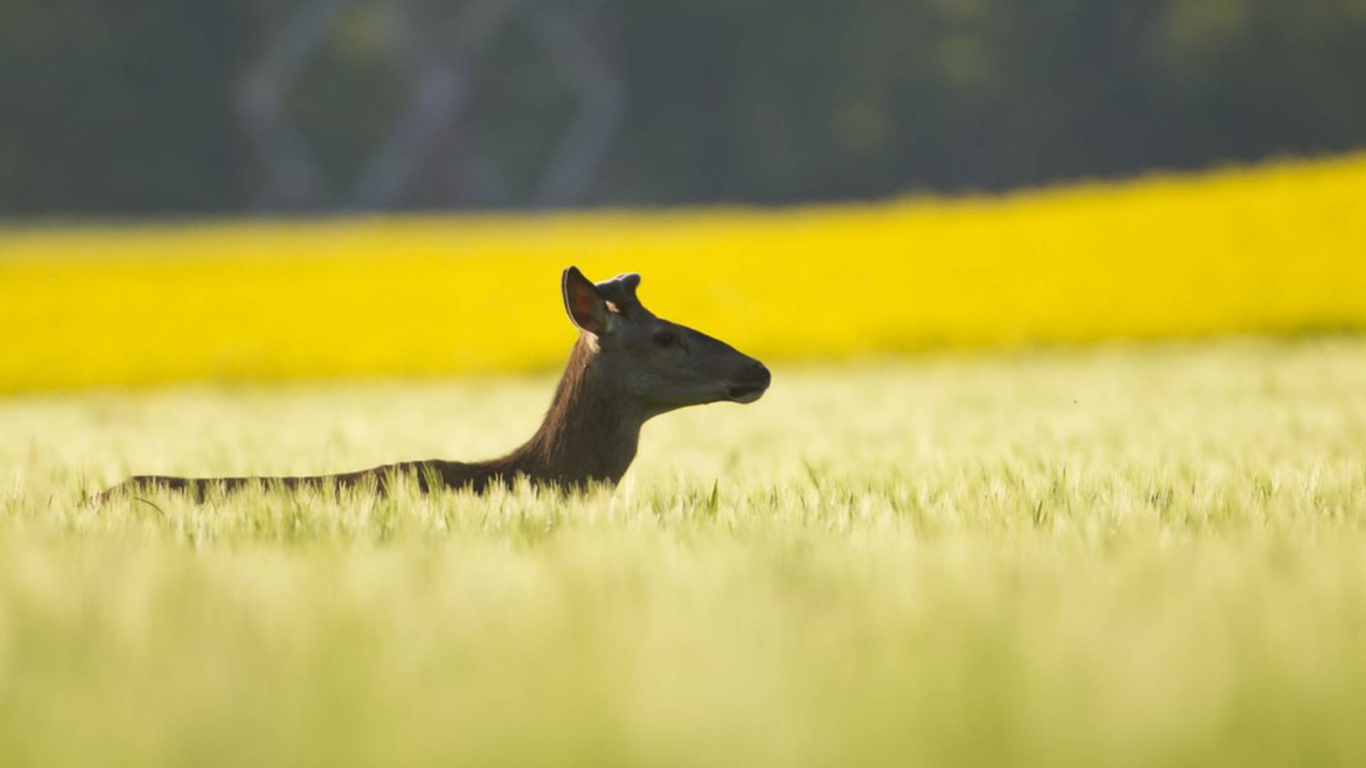 The Aube Hunter’s Federation