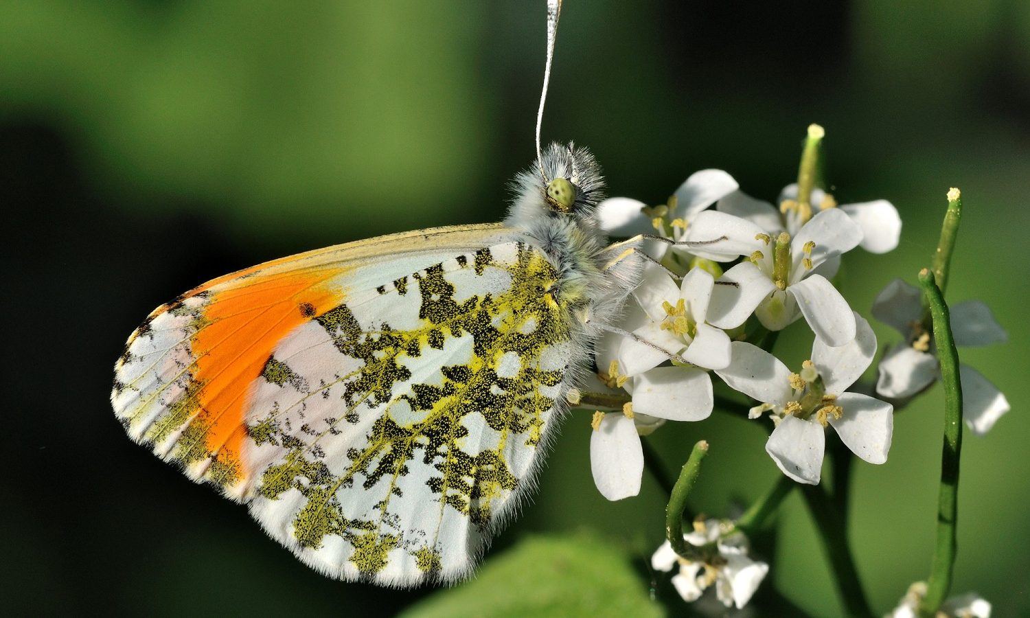 The orange « aurore » and its cruciferous host
