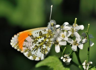 The orange « aurore » and its cruciferous host