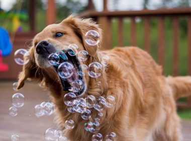 « Toutourisme is so woof! »