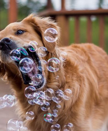 « Toutourisme is so woof! »