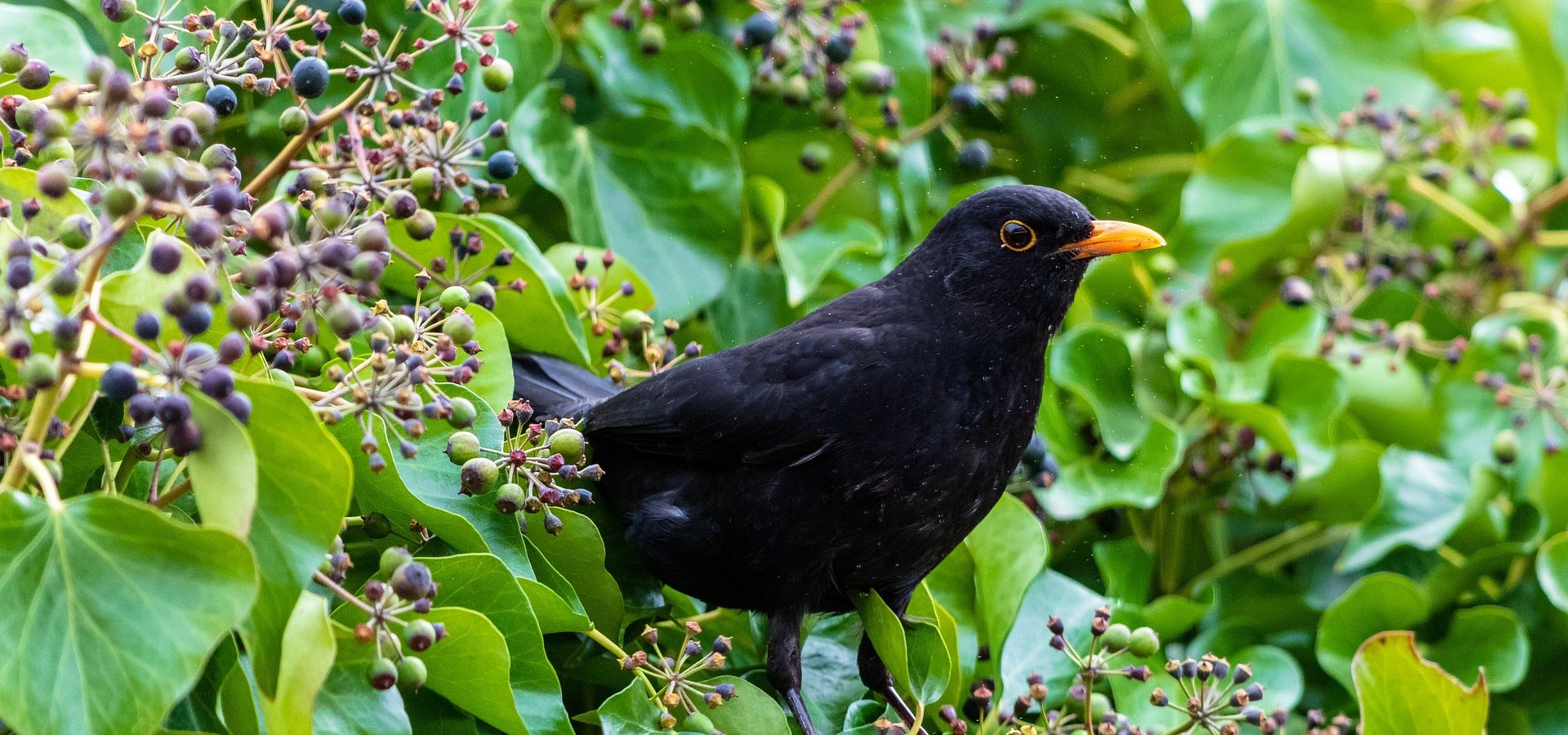 The climbing ivy and the blackbird