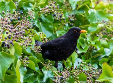 The climbing ivy and the blackbird