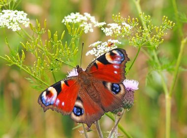 The peacock butterfly and the nettle
