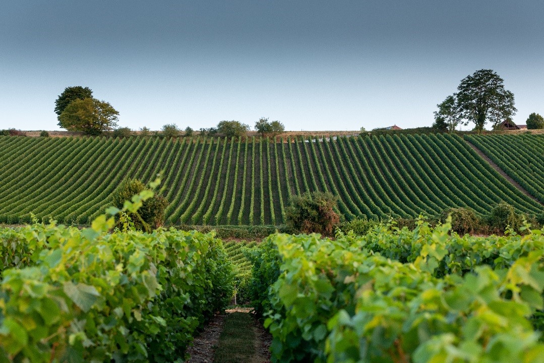 This image has an empty alt attribute; its file name is Montgueux-2.jpg