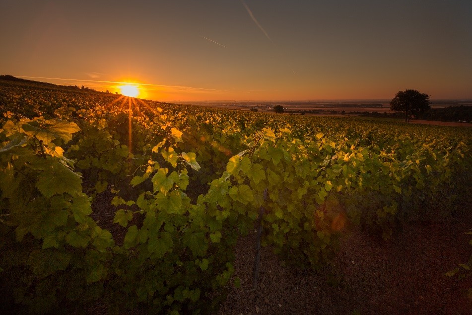 This image has an empty alt attribute; its file name is Montgueux-6.jpg