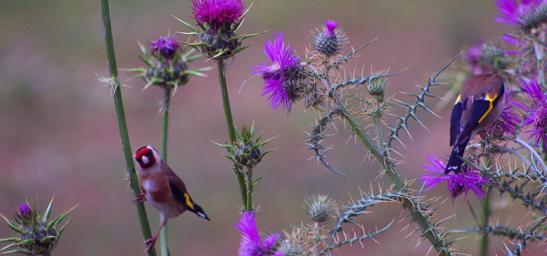 The majestic teasel and the pretty goldfinch