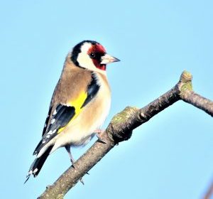 The majestic teasel and the pretty goldfinch