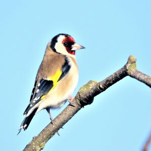 The majestic teasel and the pretty goldfinch