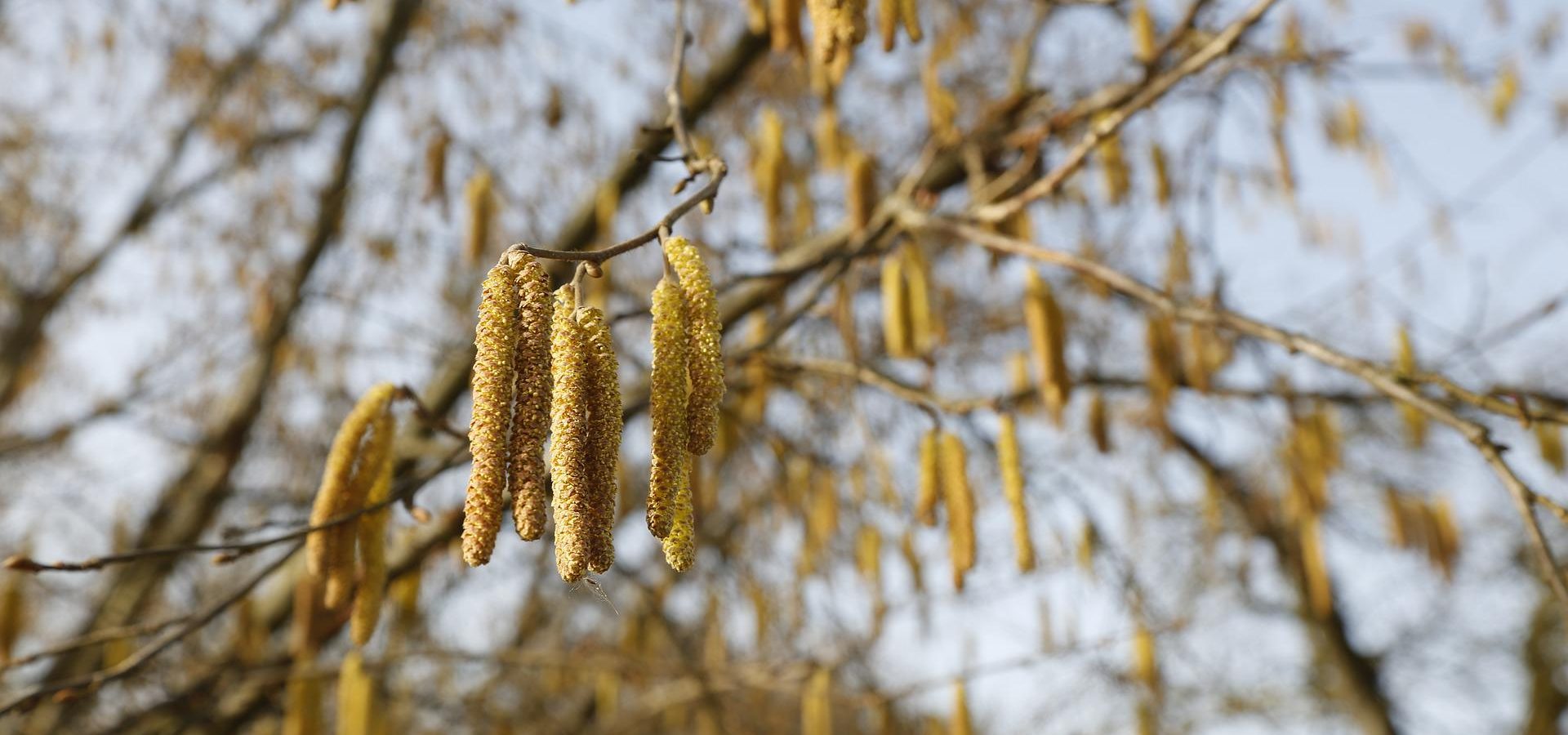 The fantastic adventure of the hazelnut and its intimate enemy, the balanin