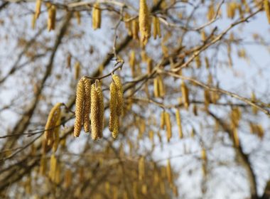 The fantastic adventure of the hazelnut and its intimate enemy, the balanin