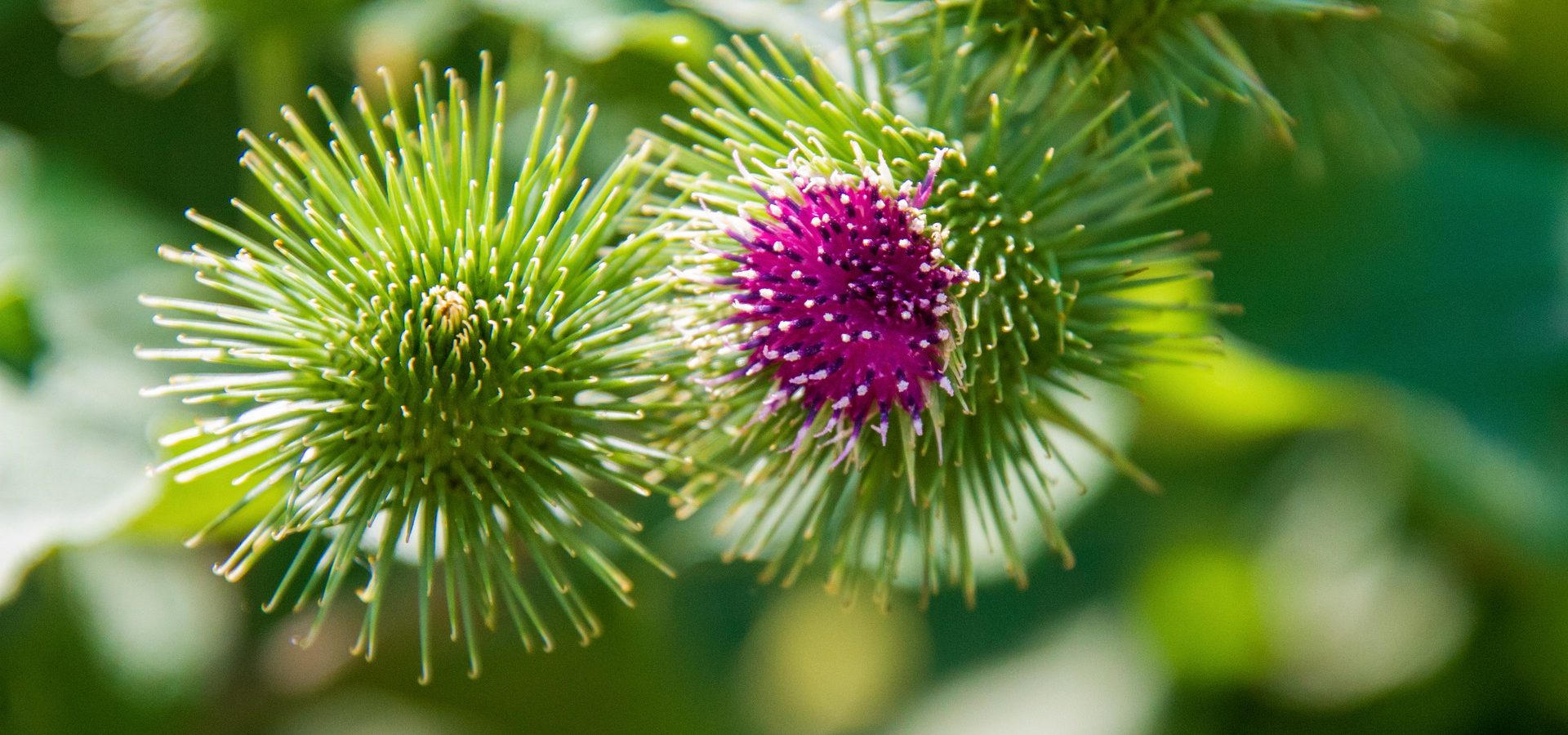 The burdock and Franck, the contemplative dog