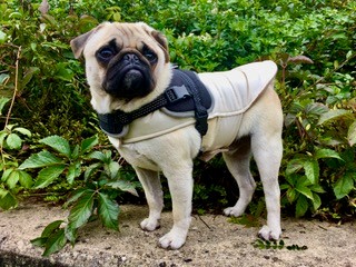 The burdock and Franck, the contemplative dog