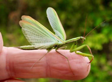 The pious and disturbing praying mantis