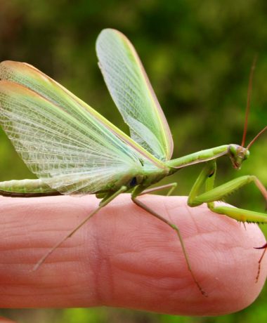 The pious and disturbing praying mantis