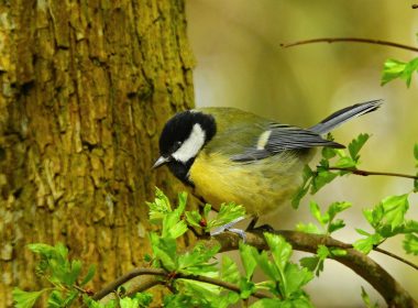 The great tit and Jack-Jack, the peaceful cat