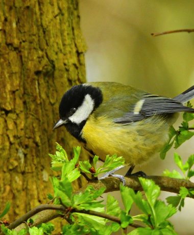 The great tit and Jack-Jack, the peaceful cat