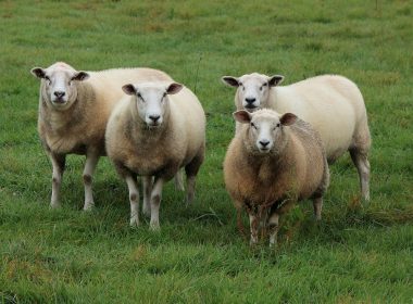 « 99 sheep and one resident of Champagne make 100 animals »