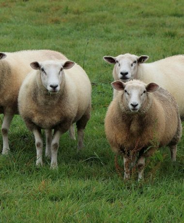 « 99 sheep and one resident of Champagne make 100 animals »