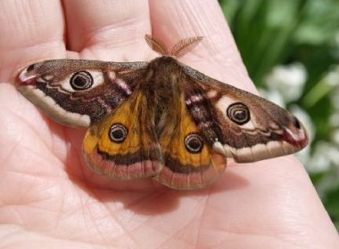 The glittering small emperor moth of the department of Aube