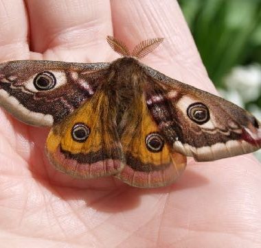 The glittering small emperor moth of the department of Aube
