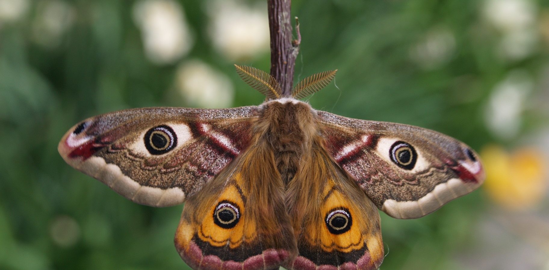 The glittering small emperor moth of the department of Aube