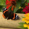 The autumn migration of the Red Admiral