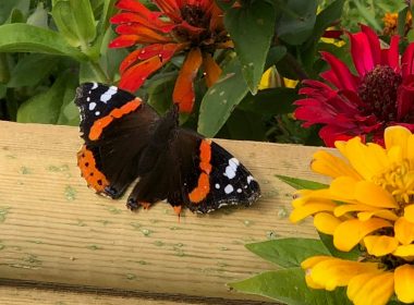 The autumn migration of the Red Admiral