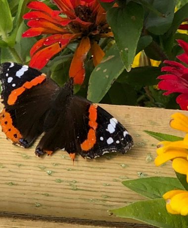 The autumn migration of the Red Admiral
