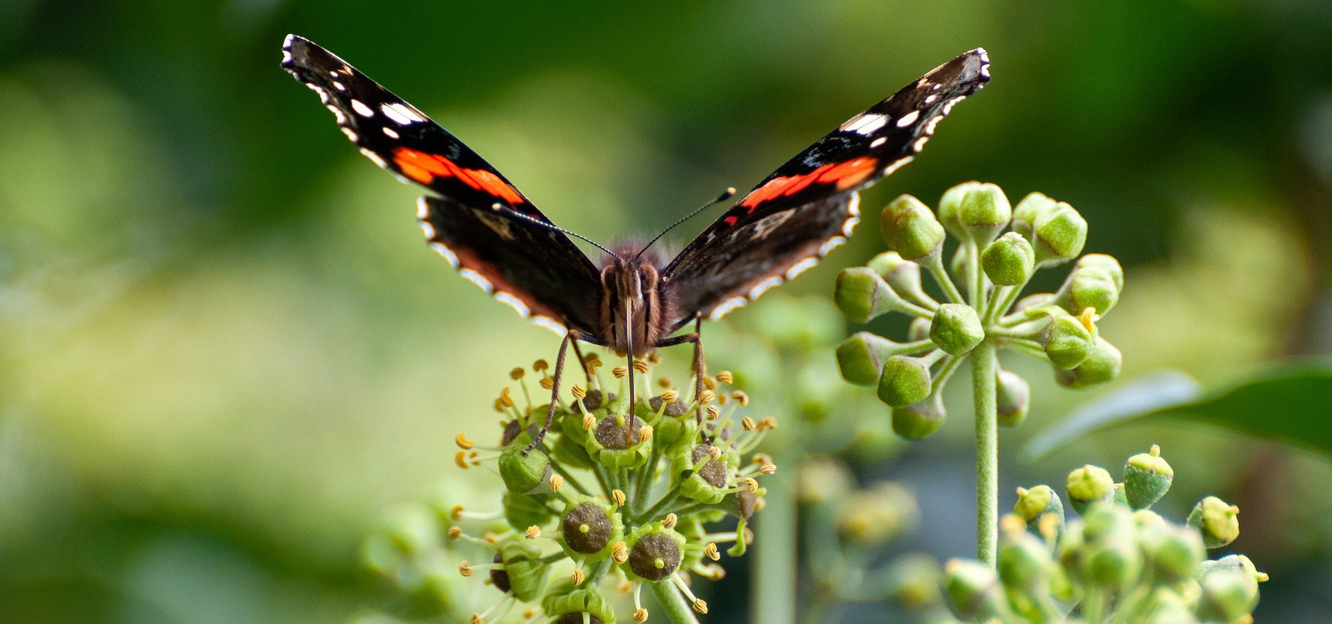 The autumn migration of the Red Admiral