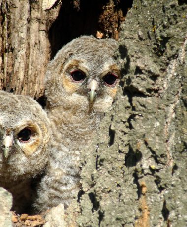 Sleepless nights for the redhead queens