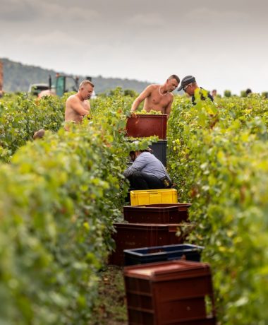 Montgueux, the champagne at the gates of Troyes