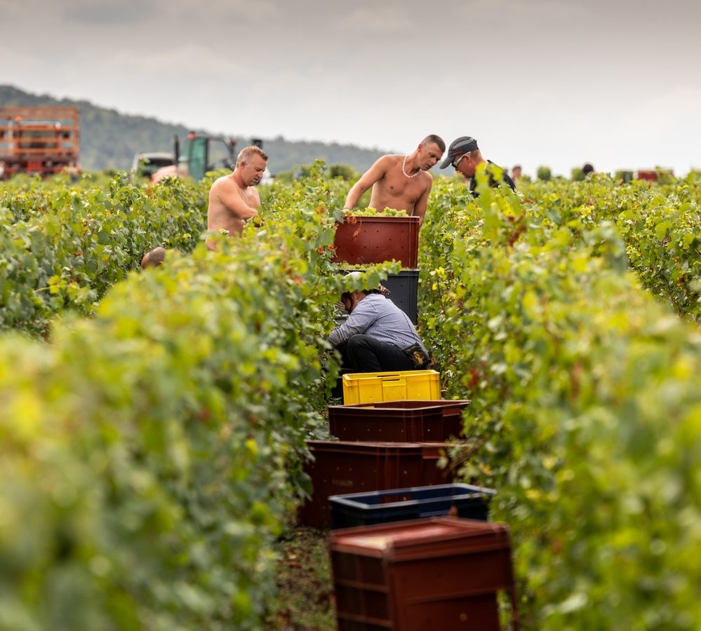 Montgueux, the champagne at the gates of Troyes