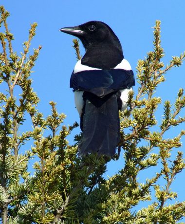 Everything you will never hear about the magpie