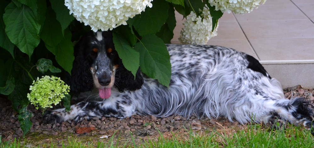 Travel with your dog