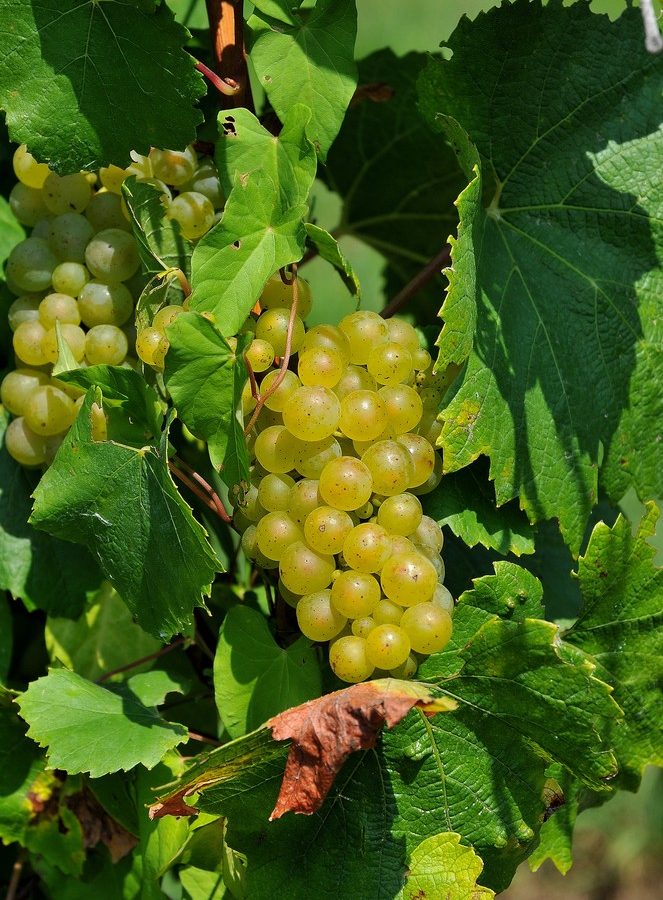 Champagne and its containers