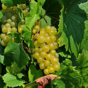 Champagne and its containers