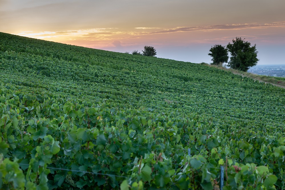 Montgueux, champagne at the gateway to Troyes