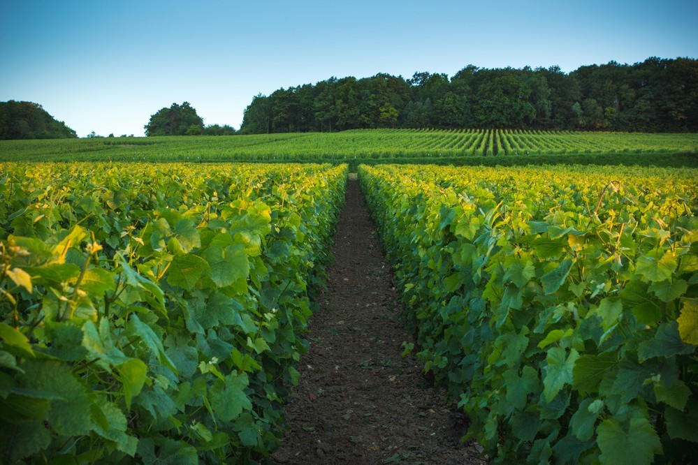 The Champagne Tourist Route