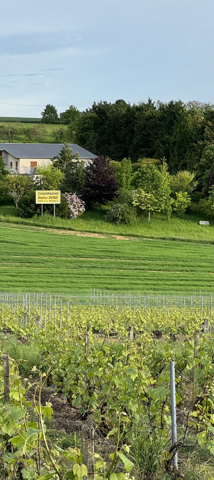 Champagne Didier Doué