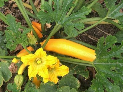 Rendez-vous aux jardins – Jardin solidaire Sacré Coeur (pour les scolaires)