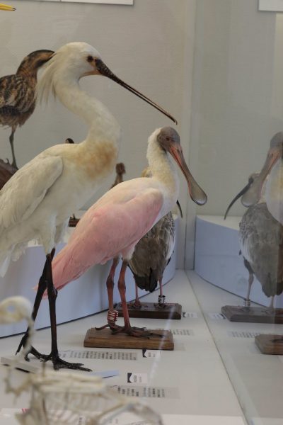 Visite-atelier “à la découverte des oiseaux”